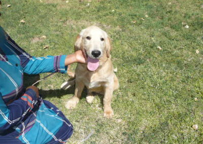 Golden Retriever