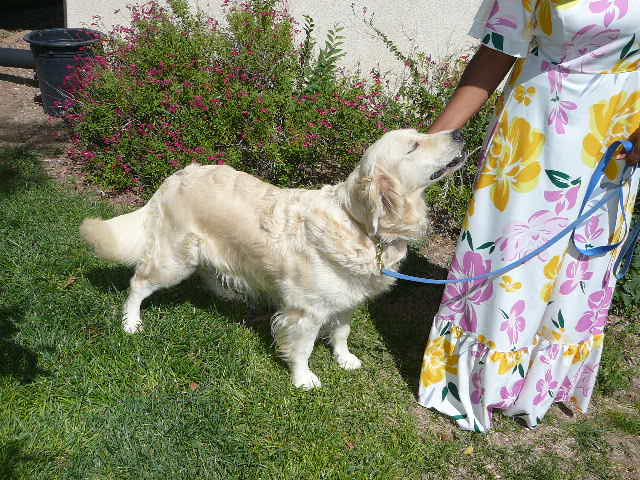 Golden Retriever Litter Born Aug 25