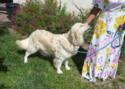 Light-Almost English Creme- Golden Retriever Litter Born March 5