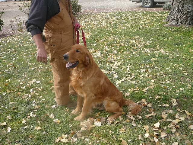 Golden retriever puppy named Apache sitting on grass covered with fallen leaves beside person in brown overalls