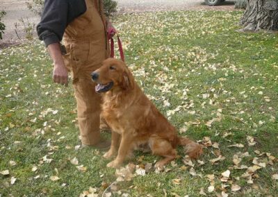 Golden retriever puppy named Apache sitting on grass covered with fallen leaves beside person in brown overalls