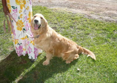 Thanksgiving Litter of Goldens Expected