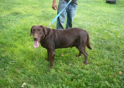 Chocolate Labs Great for Hunting or Therapy Dogs