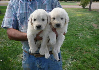 Man in plaid shirt gently holding two fluffy white Golden Retriever puppies in grassy backyard