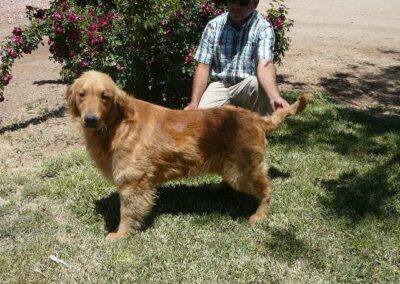 Golden retriever Ruger standing on green grass with owner sitting nearby in garden setting