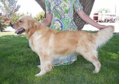 Golden retriever named Princess standing on green grass with owner's hands gently positioned for show stance
