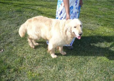 Golden Retriever Litter Born Jan 30