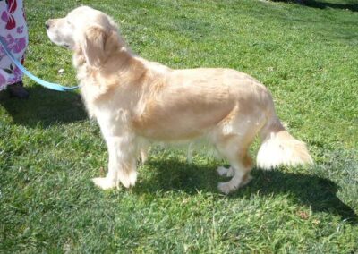 Golden Retriever Litter Born February 4
