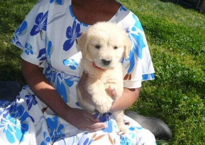 Golden Retriever pup