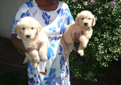 Golden Retriever pup
