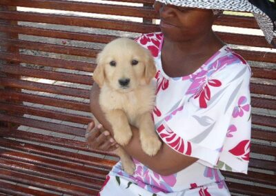 Golden Retriever pup