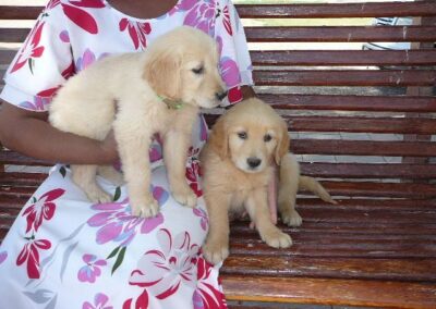 Golden Retriever pup
