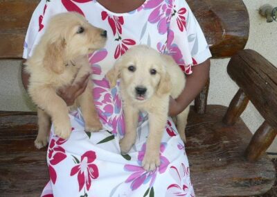 Golden Retriever pup