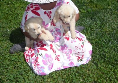 Golden Retriever pup