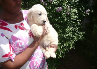 Golden Retriever pup