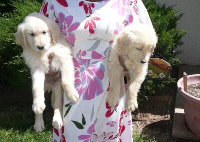Golden Retriever pup
