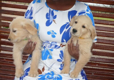 Golden Retriever pup