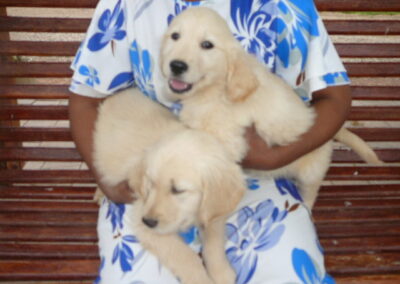 Golden Retriever pup