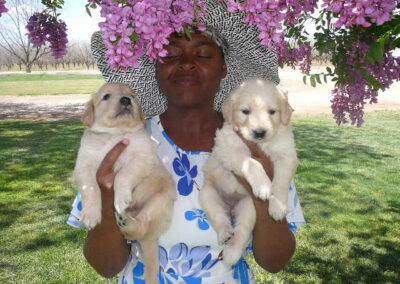 Golden Retriever pup