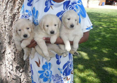 Golden Retriever pup