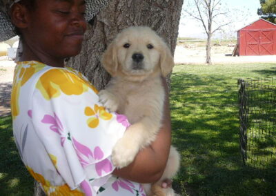 Golden Retriever pup