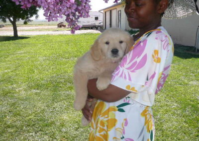 Golden Retriever pup
