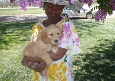Golden Retriever pup