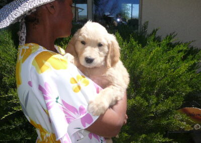 Golden Retriever pup