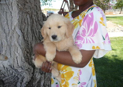 Golden Retriever pup