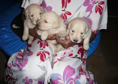 Golden Retriever pup
