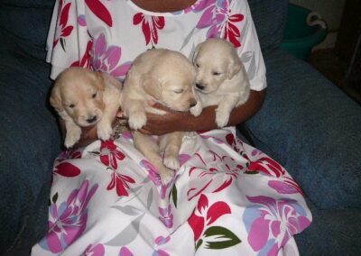Golden Retriever pup
