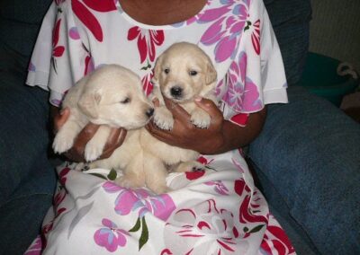 Golden Retriever pup