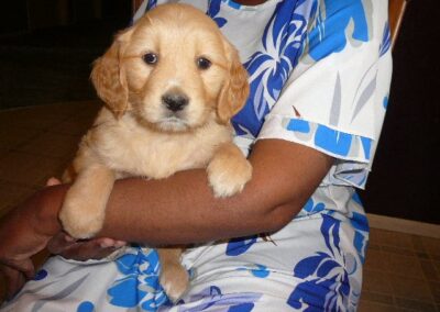 Golden Retriever pup