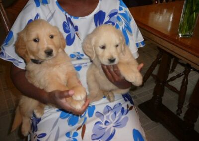 Golden Retriever pup