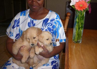 Golden Retriever pup