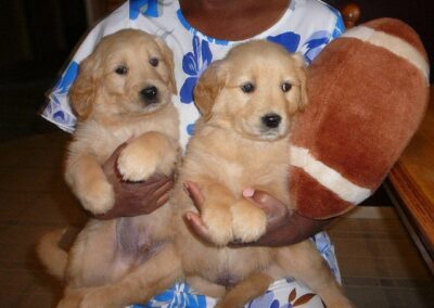 Golden Retriever pup
