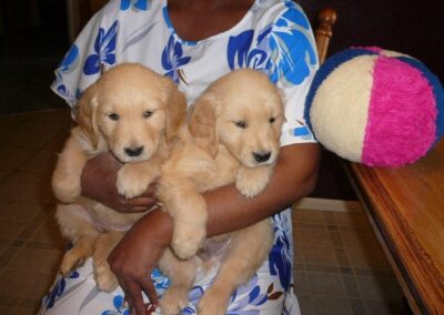 Golden Retriever pup