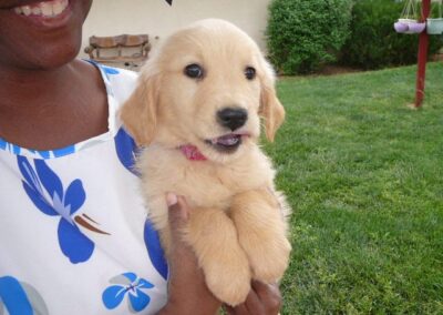 Golden Retriever pup