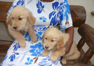 Golden Retriever pup