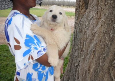 Golden Retriever pup