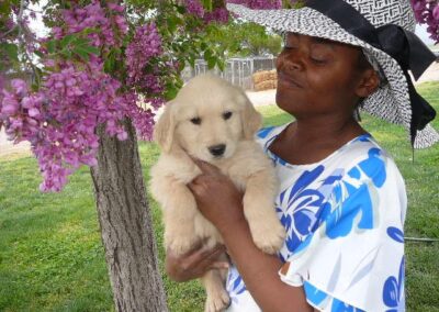 Golden Retriever pup