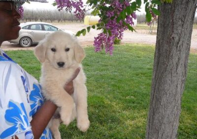 Golden Retriever pup