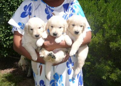 Golden Retriever pup