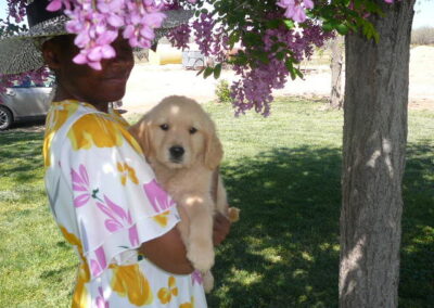 Golden Retriever pup