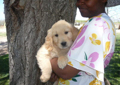 Golden Retriever pup