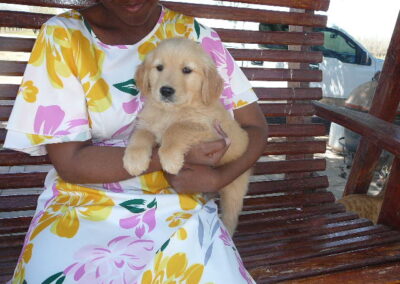 Golden Retriever pup