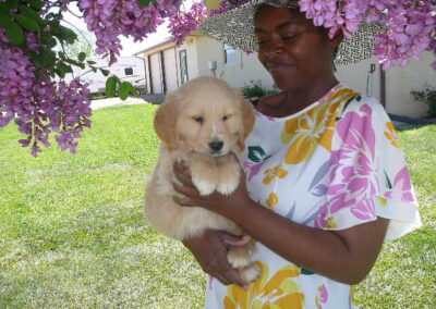 Golden Retriever pup