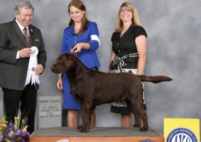 Beautiful Chocolate Lab Litter